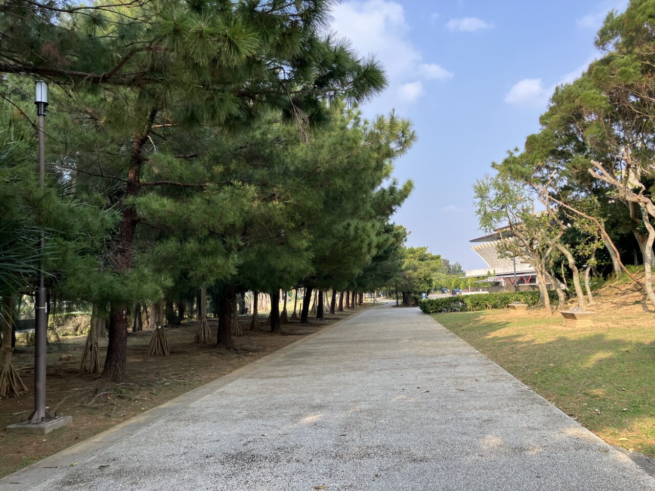 松並木通り