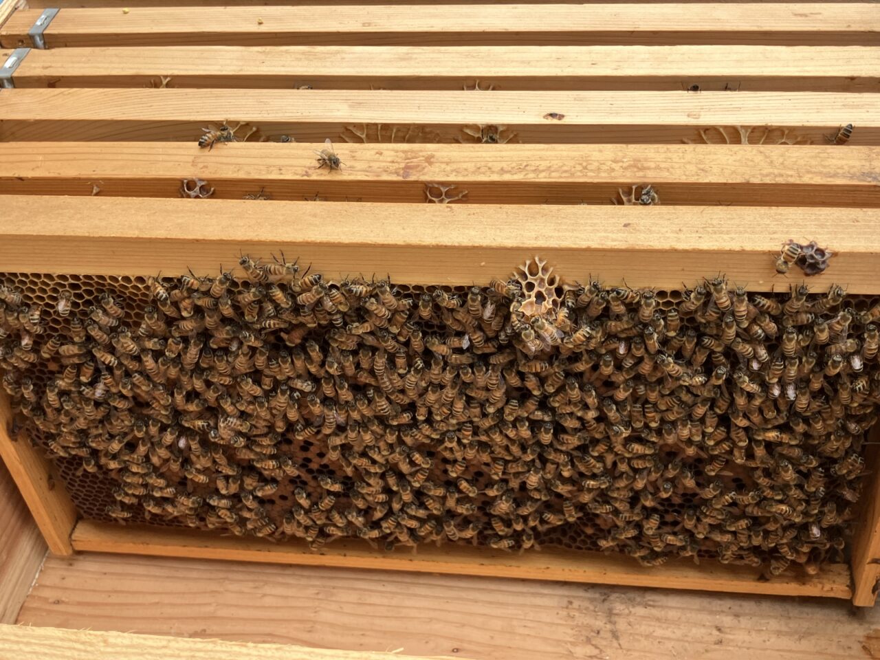 teebeehoney