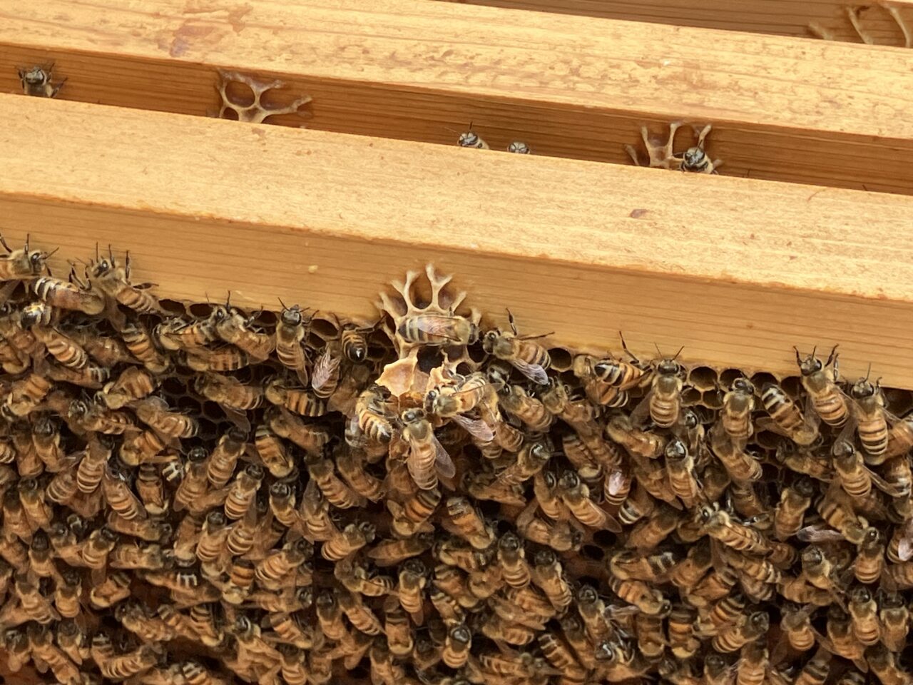 teebeehoney
