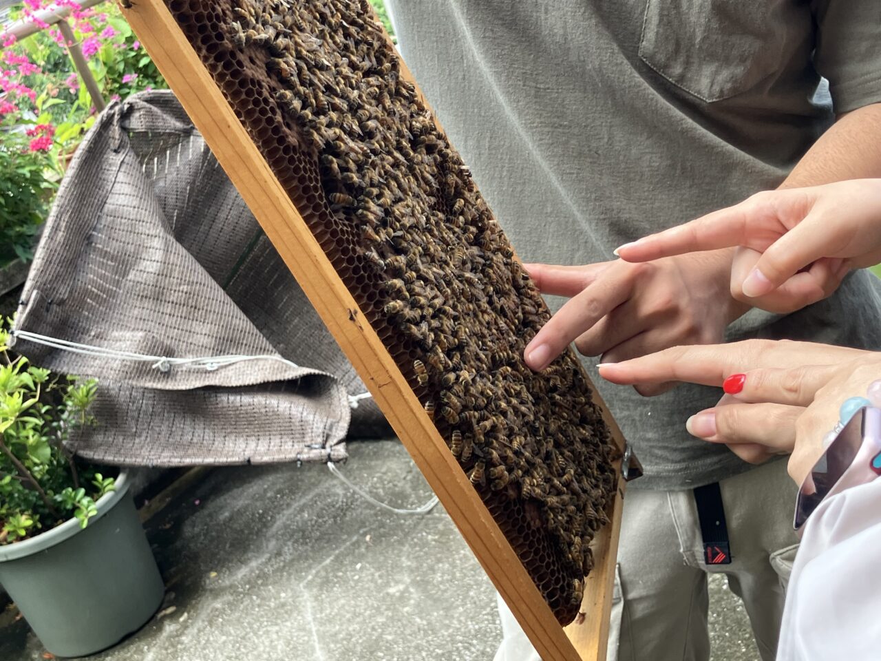 teebeehoney
