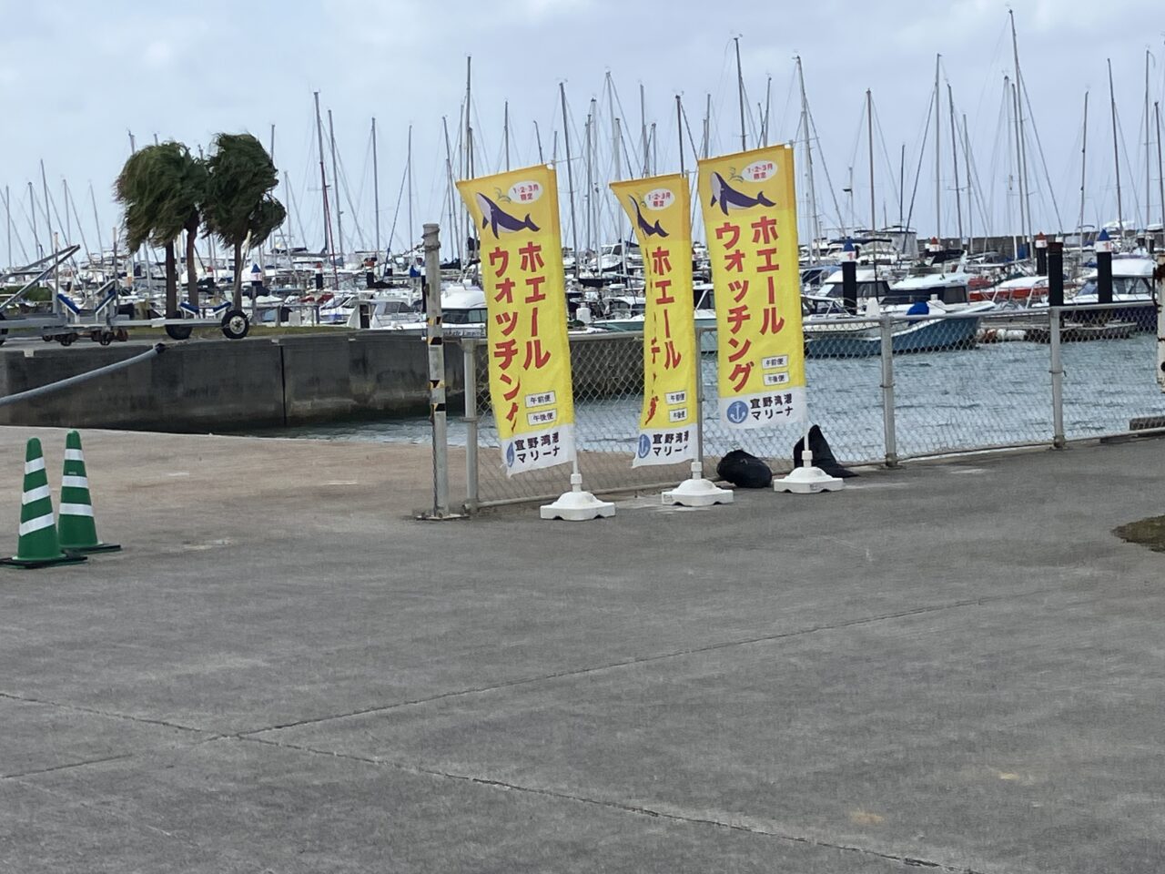 ホエールウォッチング