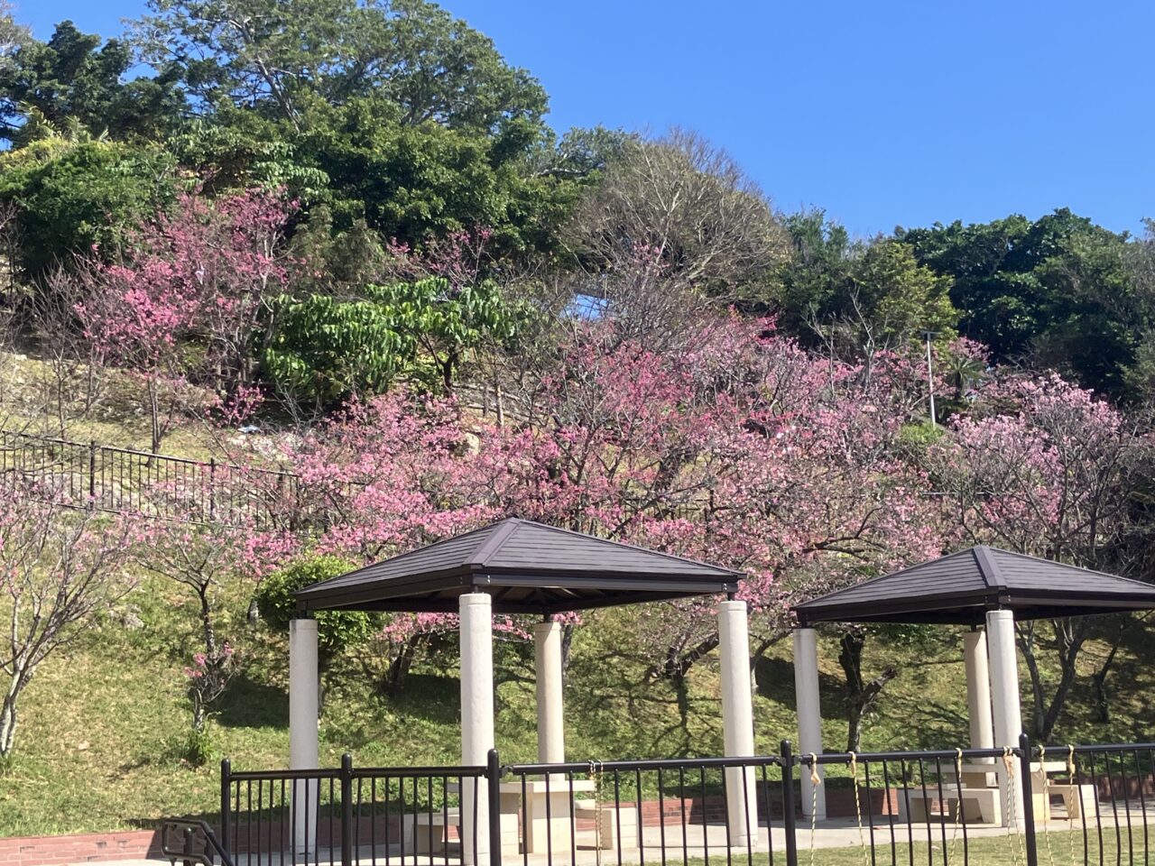 さくら　嘉数高台